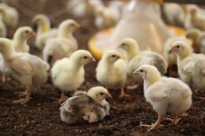 Chicks.JPG